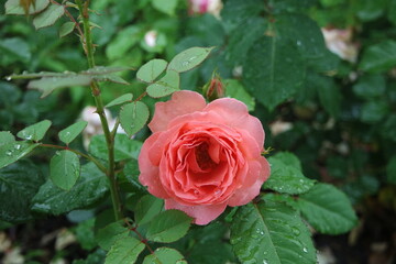 Water Drops On A Coral Pink Rose Flower On A Rainy Day