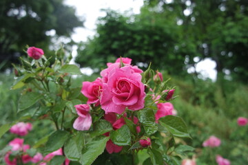 Water Drops On Pink Rose Flowers With Green Leaves On A Rainy Day