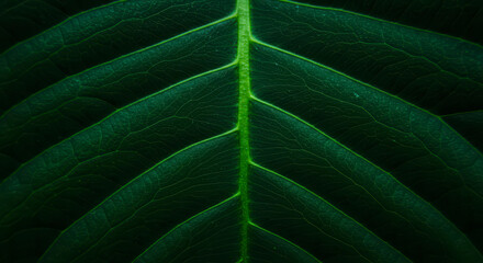 Obraz premium Deep green leaf pattern, perfect for nature wallpapers and tropical designs