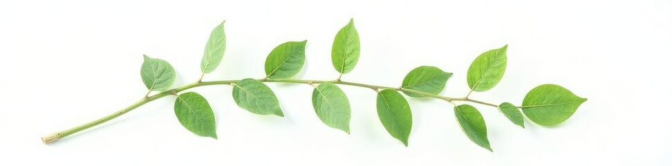 A single stem with delicate leaves isolated on white background, nature, leaf, foliage