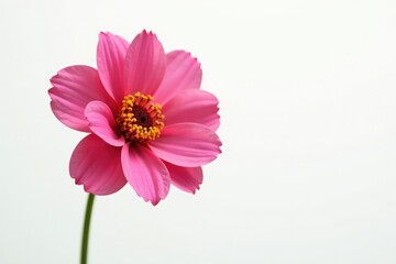 A single large flower against a simple background, simplicity, solitary blooms, white background