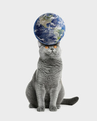 International cat day. Cute cat and earth globe on light grey background