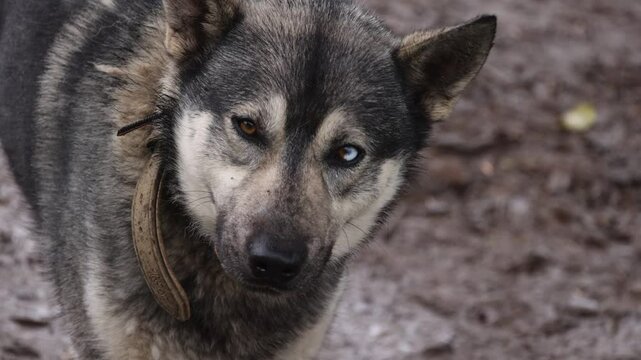 Norwegian Elkhound & Husky Mix Dog