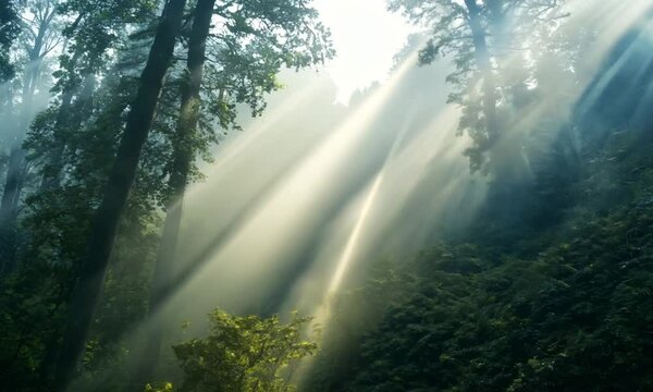 The sun shines through the trees on a foggy day