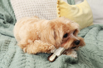 Cute dog with chew bone on sofa at home
