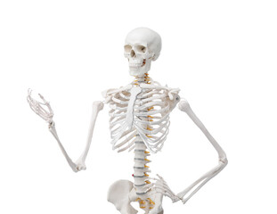 Artificial human skeleton model isolated on white