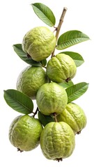 Obraz premium A Bunch of Fresh Guavas on the Branch with Green Leaves Isolated on White Background