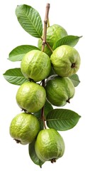 Obraz premium A bunch of fresh green guavas hanging from a branch with lush green leaves
