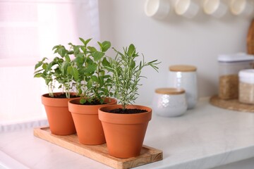 Different aromatic herbs in pots on white marble countertop in kitchen