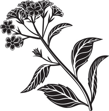 verbena flower vector, black and white flowers, verbena flower silhouette vector black and white