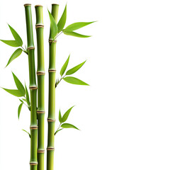 Green bamboo sticks with leaves on white background