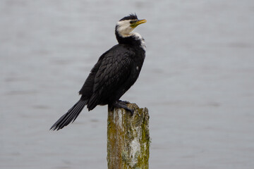 Little Pied Cormorant (Microcarbo melanoleucos) on a post in a lake