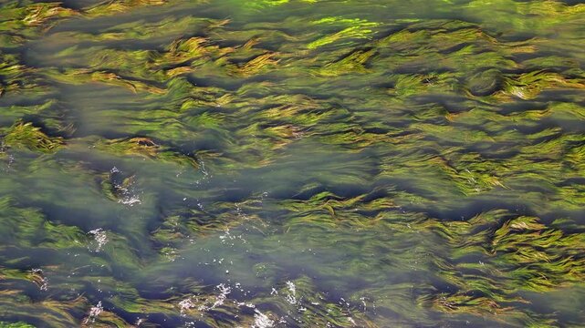 Creative drone shot of a river with dancing weeds in de flow of the water