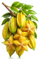 A Bunch of Ripe Star Fruits Hanging on the Branch with Green Leaves