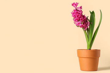 Beautiful pink hyacinth flower in pot on beige background