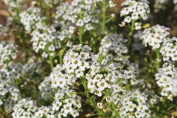 Mass of white flowers on a alyssum (lobularia maritimum) plant in a garden