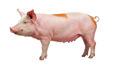 pink pig isolated on white background, side view