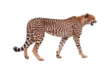Obraz premium Cheetah Walking, Side view Isolated on White Background