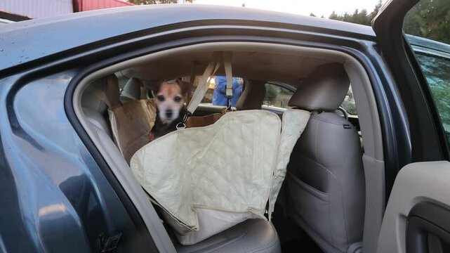 A Jack Russel in the Back of A Car