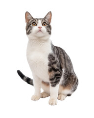Obraz premium striped cat sitting and looking up on transparent background