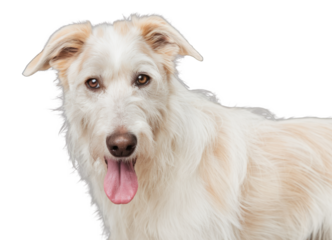happy dog portrait isolated on white background