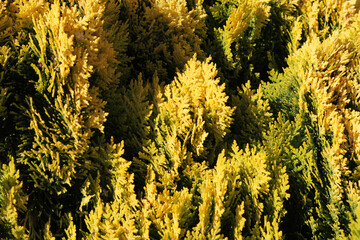 Yellow foliage on a cypress tree plant in a garden