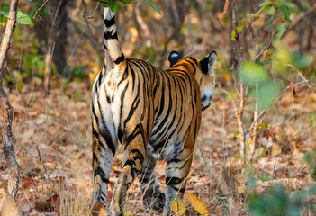 Royal Bengal Tigress Marking Territory in Sanjay Dhubri Tiger Reserve, India
