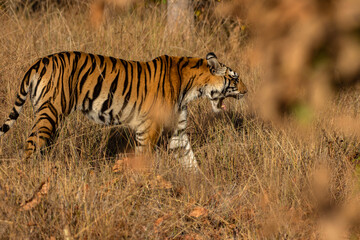 Royal Bengal Tiger Hunting in Grassland at Sanjay Dhubri Tiger Reserve