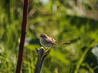 Female Fairy Wren Sits On Top