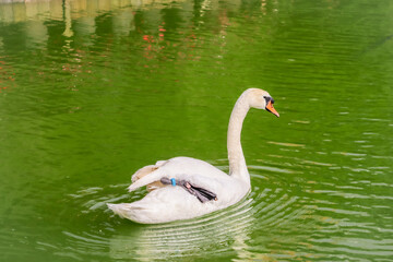 A white swan with an orange beak swims gracefully in rippling green water, wearing a blue tag on its wing