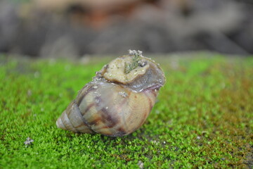 A snail on the ground