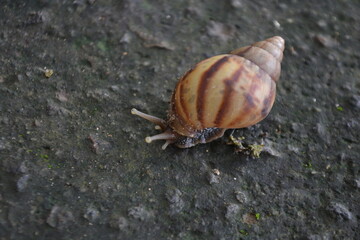 A snail on the ground
