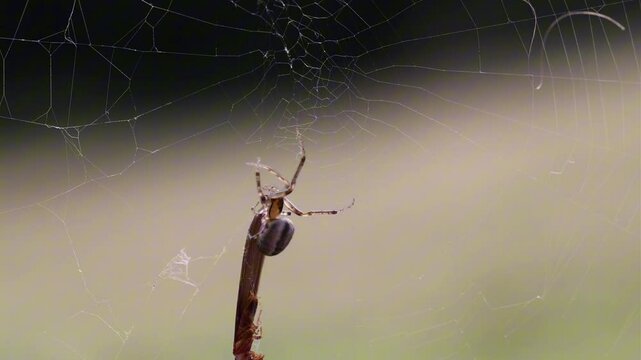 spider on web