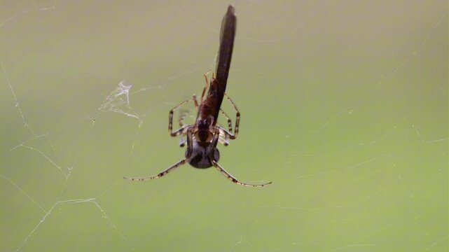 spider on the web feeding and catching bugs