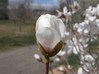 Sweet Bay Magnolia bud about to bloom, Colorado
