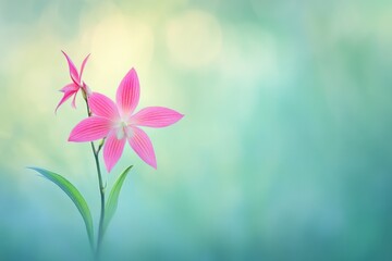 Delicate pink orchid blossoms against a soft, blurred teal background.