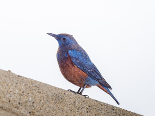 イソヒヨドリのアップ