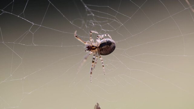 spider on web