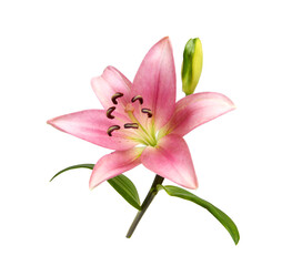 Lily flower isolated on white background 