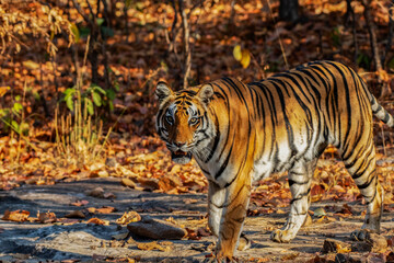 Royal Bengal Tiger Hunting in Grassland at Sanjay Dhubri Tiger Reserve