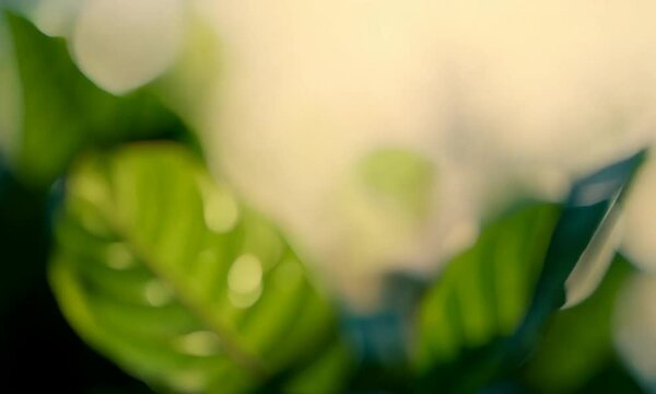 abstract green leaf bokeh background