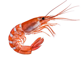 cooked shrimp isolated on white background