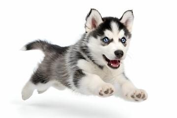 Playful husky siberiano puppy leaping with happy face, on bright white floor