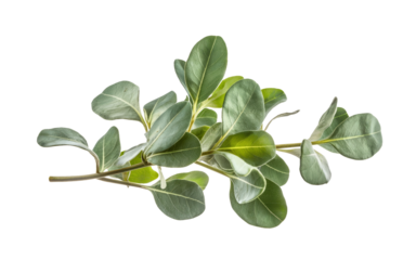 eucalyptus branch isolated on white background