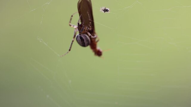 Spider Eating A Flying Bug