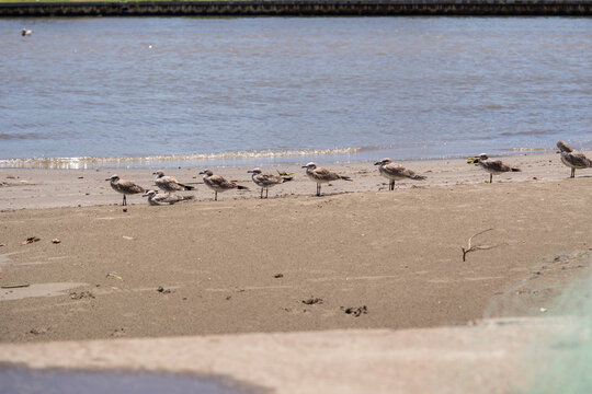 fila de gaviotas a la orilla del mar