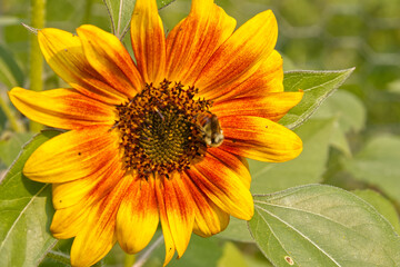 Vibrant Sunflowers in the Late Summer