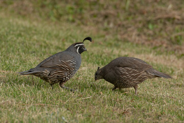 Pair of California quails grazing on a patch of grass, Auckland, New Zealand.