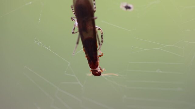 Spiderweb with Spider Eating A Bug