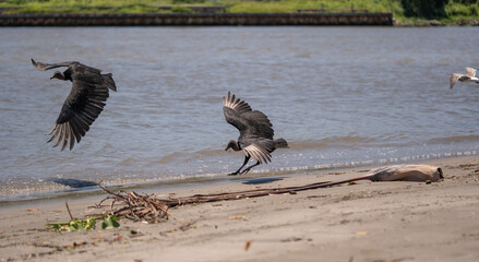 dos zopilotes negros emprendiendo el vuelo en la playa